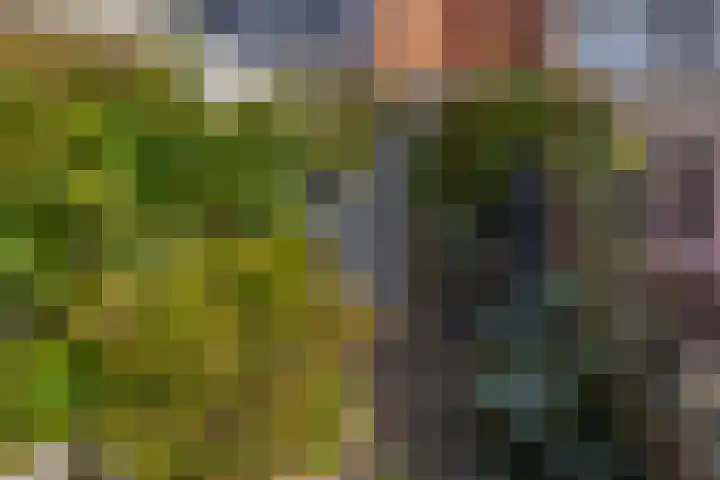 Azarooldoorn 12 Rotterdam thumbnail 9