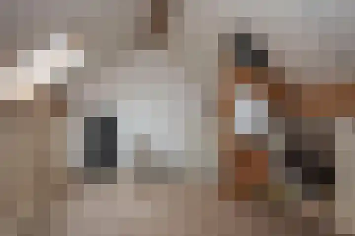 Azelosestraat 13 b Borne thumbnail 18