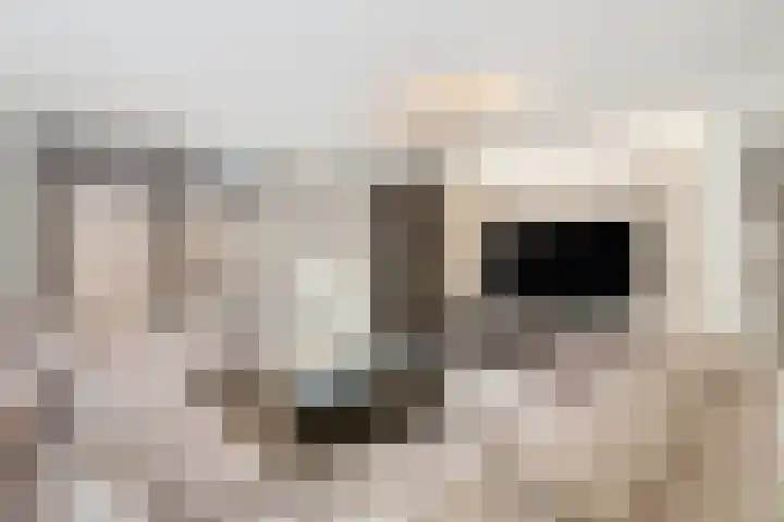 Azoren 11 Capelle aan den IJssel thumbnail 11