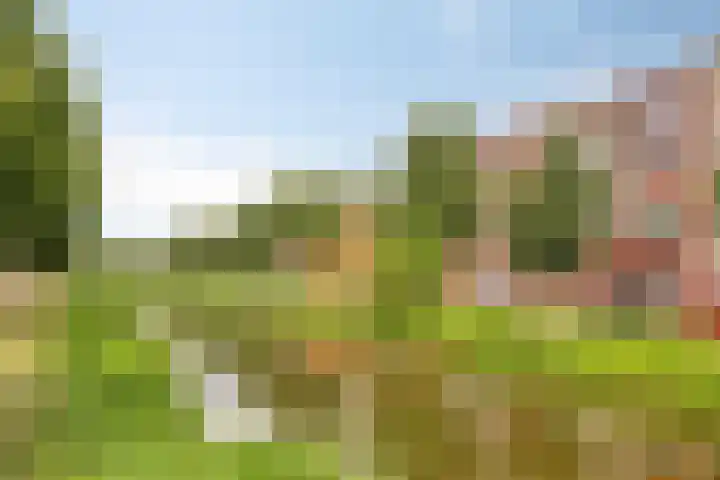 Baak van Herkingen 106 Amersfoort thumbnail 34
