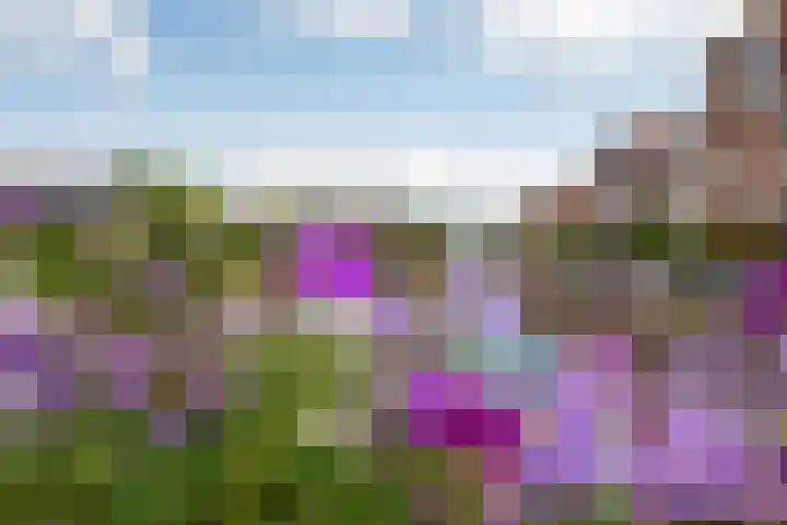 Baak van Katwijk 118 Amersfoort thumbnail 30
