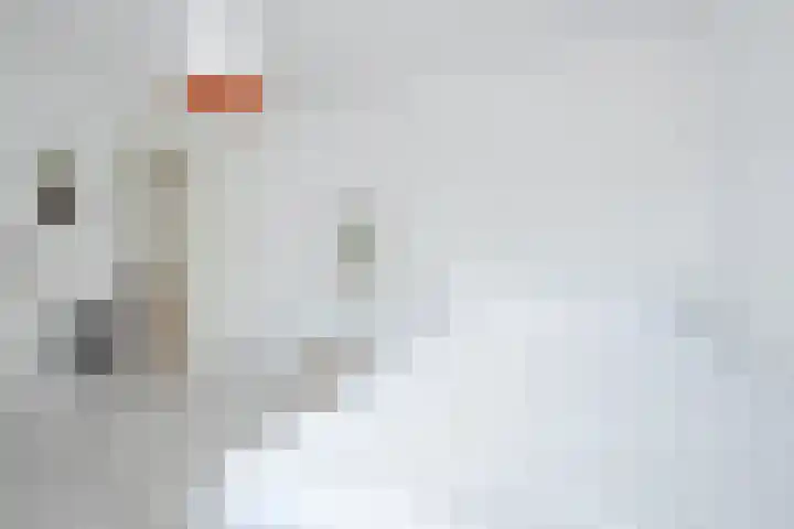 Baak van Petten 40 Amersfoort thumbnail 30