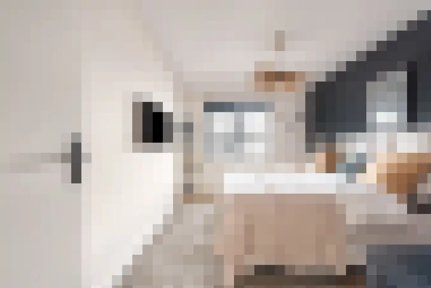 Baak van Tholen 5 Amersfoort thumbnail 40