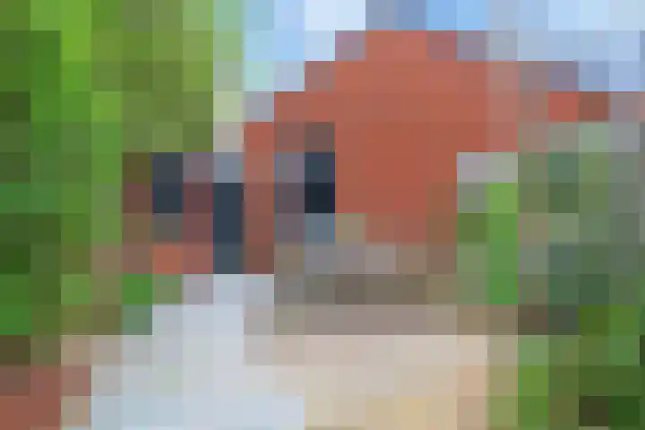Baak van Zierikzee 56 Amersfoort thumbnail 43