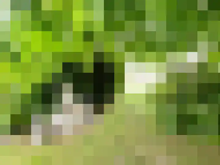 Baakhoven 9 Susteren thumbnail 37