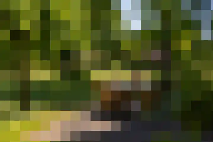 Baaksevoetpad 5 Hengelo (Gld) thumbnail 56
