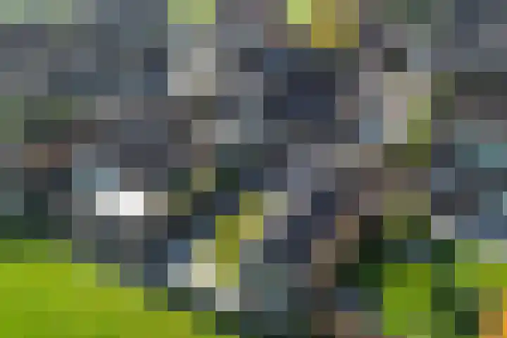 Baalder 9 Delfstrahuizen thumbnail 39