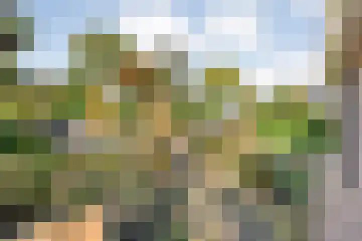 Baalder-Esch 155 Hardenberg thumbnail 6