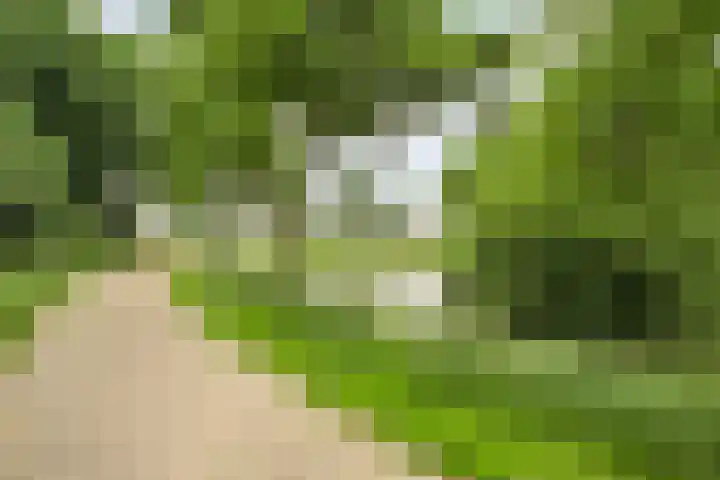 Baalder-Esch 95 Hardenberg thumbnail 44