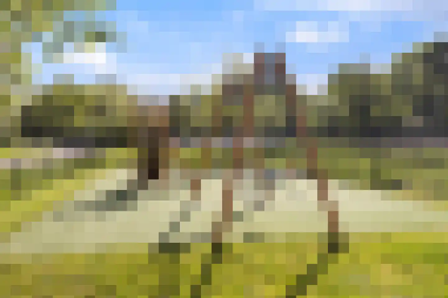 Baanderheer 12 Maasland thumbnail 46