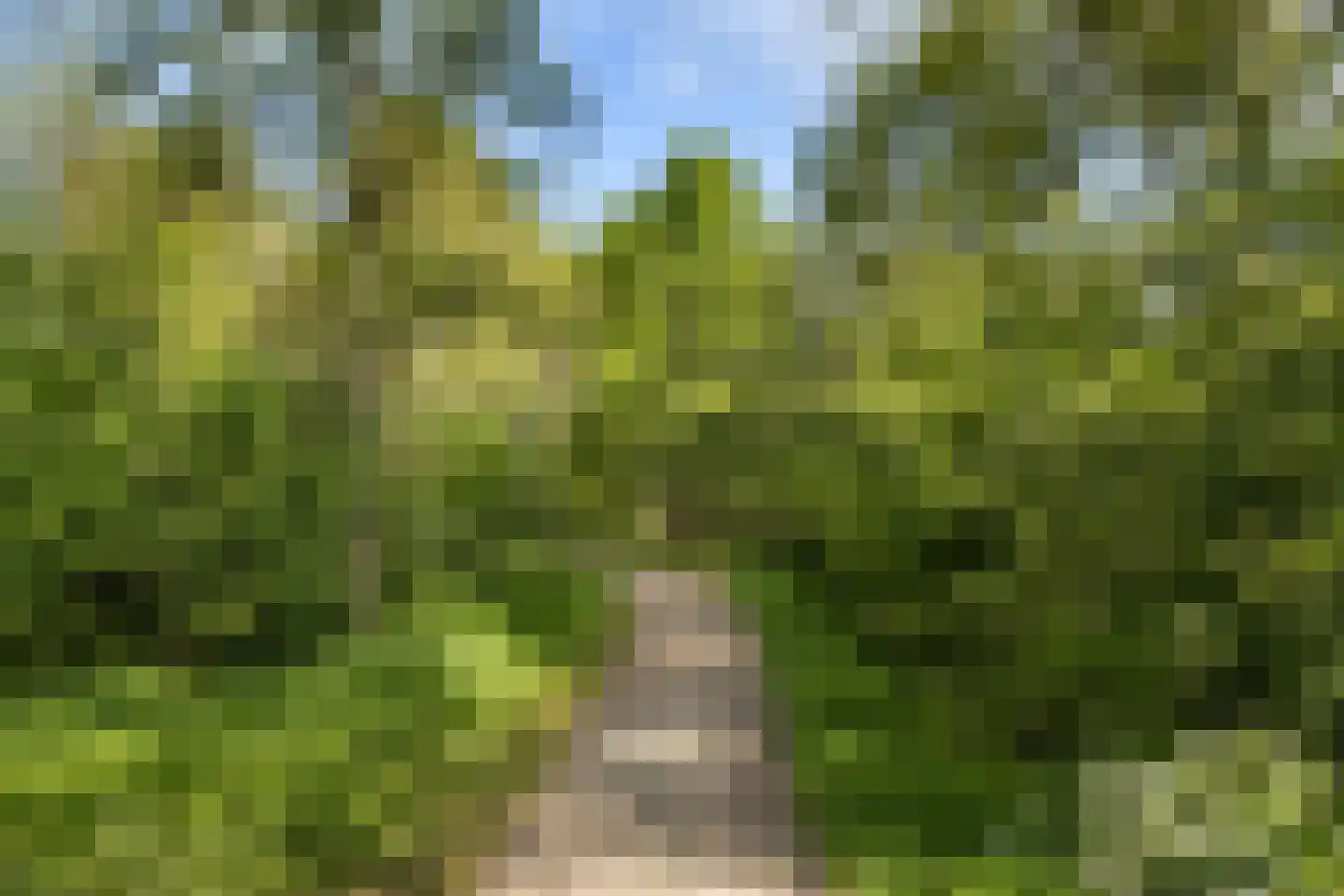 Baanderheer 12 Maasland thumbnail 47