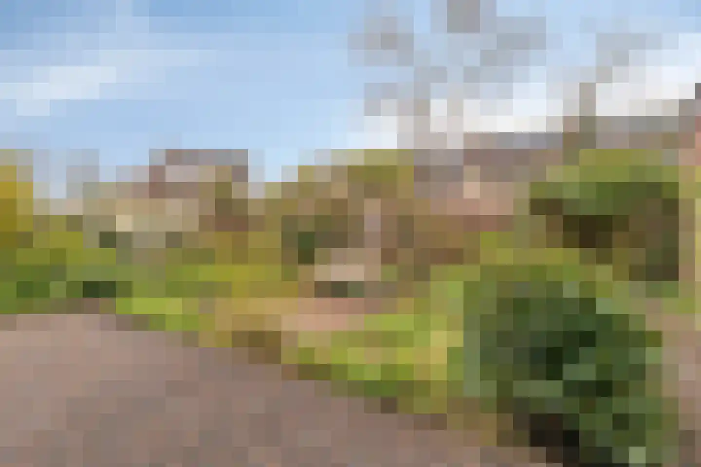Baanderheer 8 Maasland thumbnail 59
