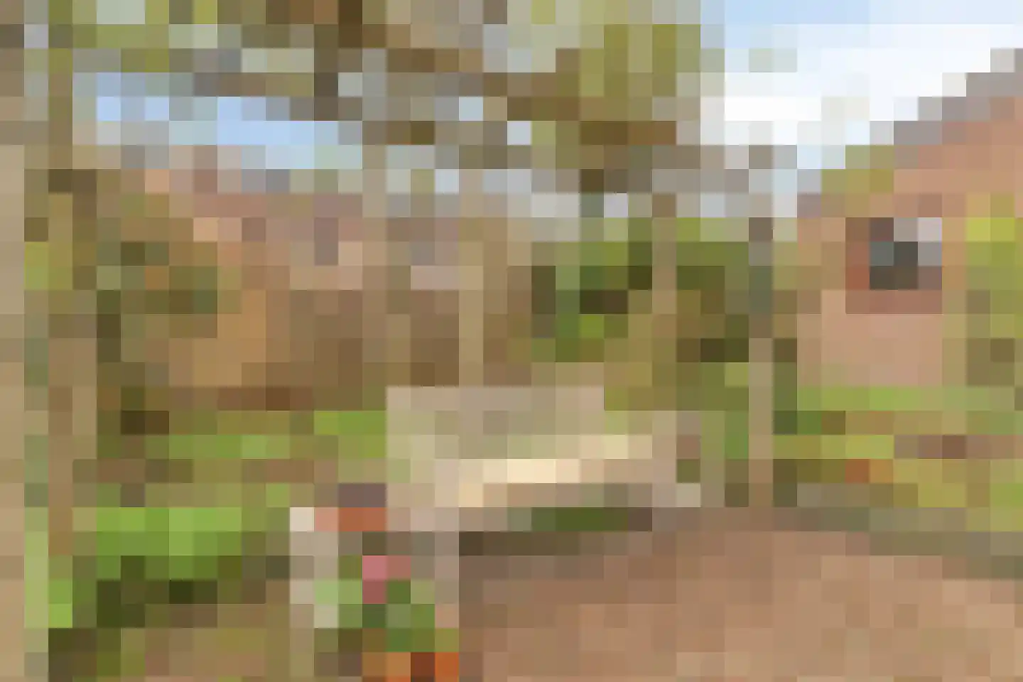 Baanderheer 8 Maasland thumbnail 62