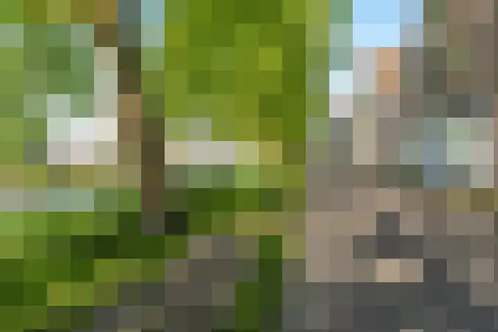 Baandervesting 81 Edam thumbnail 42