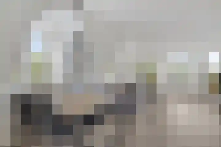 Baandervesting 90 Edam thumbnail 12