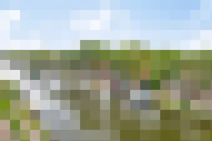 Baandervesting 90 Edam thumbnail 7