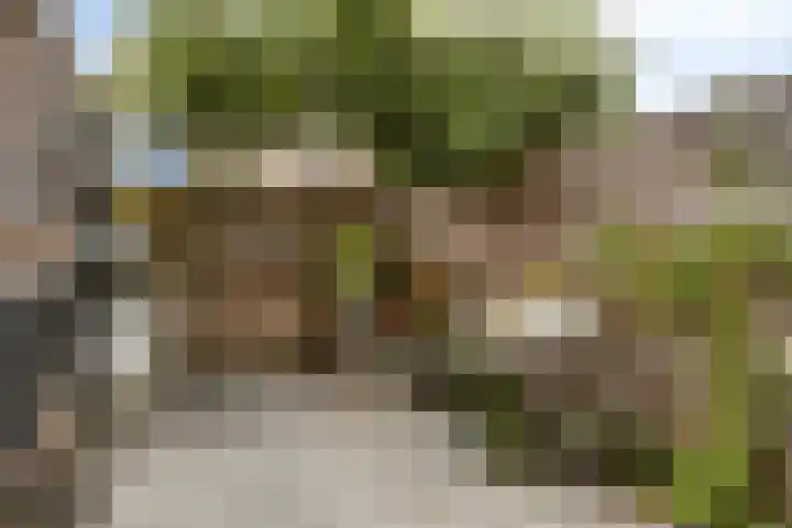 Baandervesting 94 Edam thumbnail 29