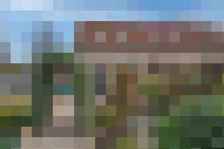 Baardgras 2 Borne thumbnail 18