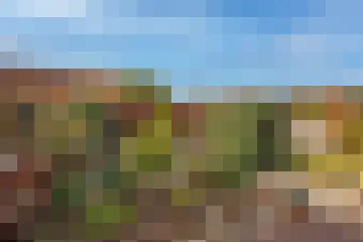 Baardgras 2 Borne thumbnail 19