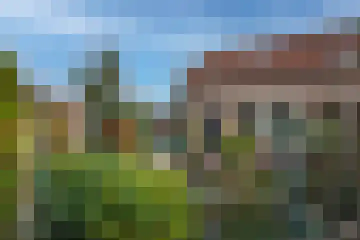 Baardgras 2 Borne thumbnail 20