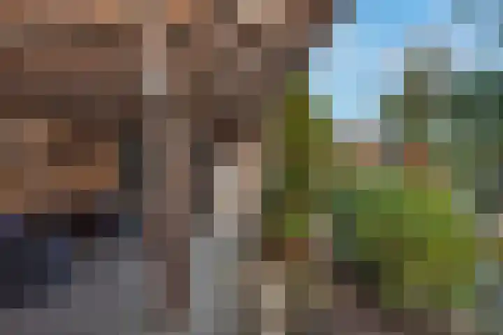 Baardgras 2 Borne thumbnail 21