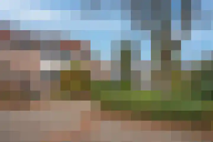 Baardgras 2 Borne thumbnail 23