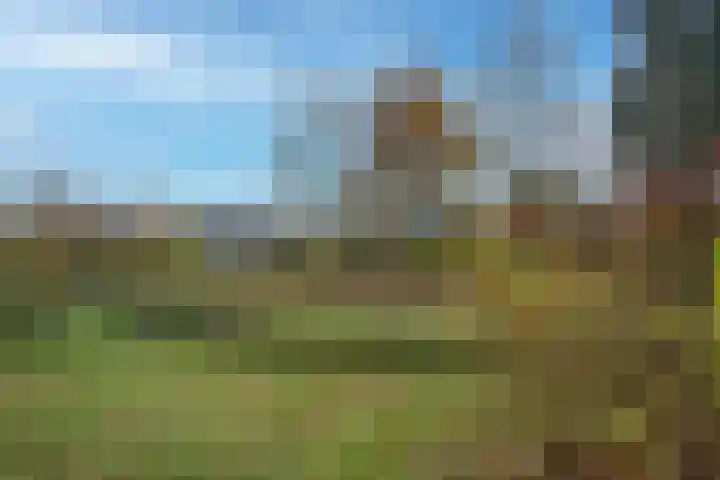 Baardgras 2 Borne thumbnail 24