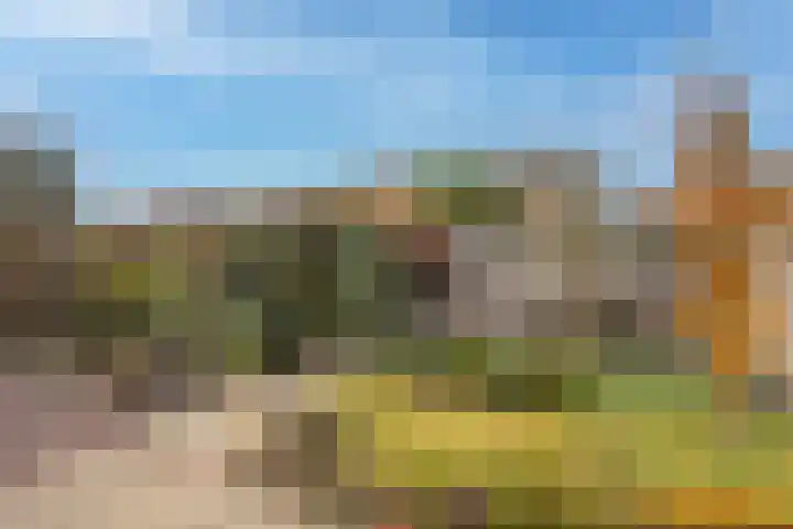 Baardgras 2 Borne thumbnail 4