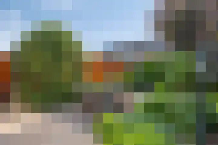 Baardgras 33 Veenendaal thumbnail 5