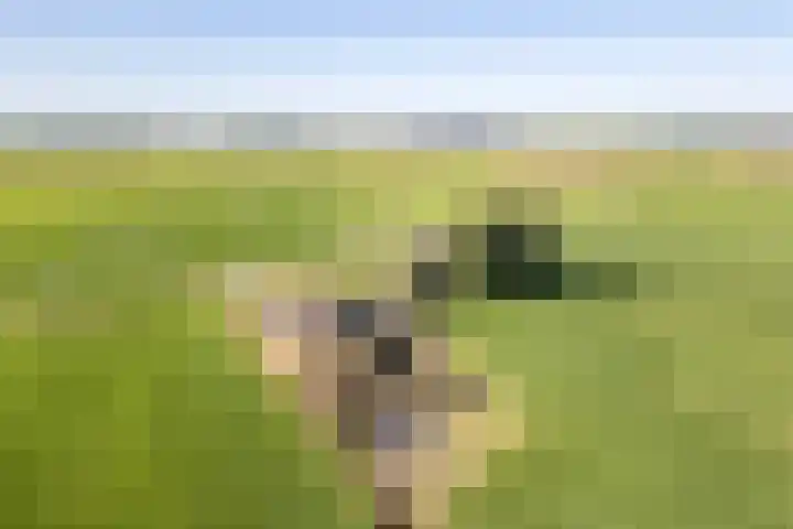 Baarlo 8 Baarlo thumbnail 4