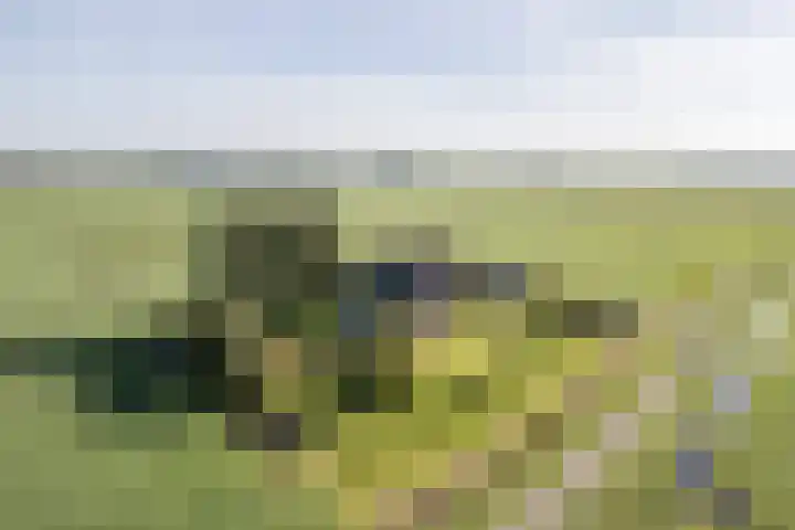 Baarlo 8 Baarlo thumbnail 45