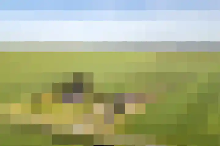 Baarlo 8 Baarlo thumbnail 46