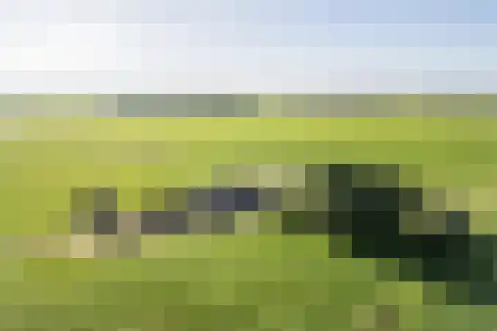 Baarlo 8 Baarlo thumbnail 56