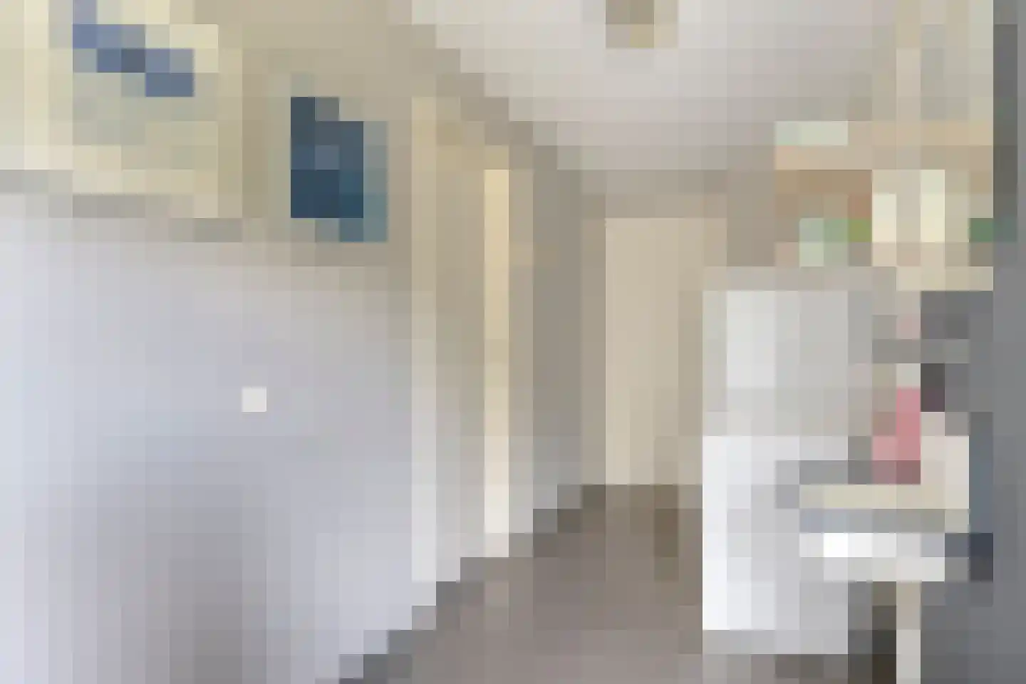 Baarloseweg 2 Helden thumbnail 18
