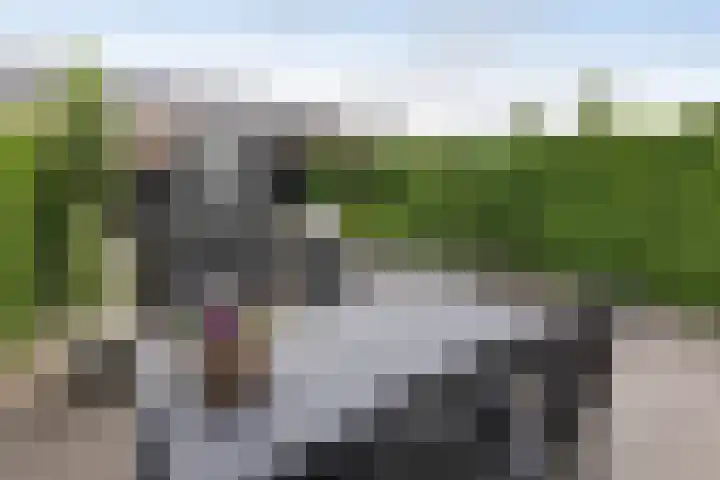 Baars 28 Borne thumbnail 22