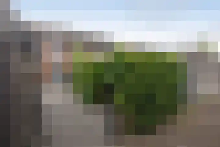 Baars 28 Borne thumbnail 27