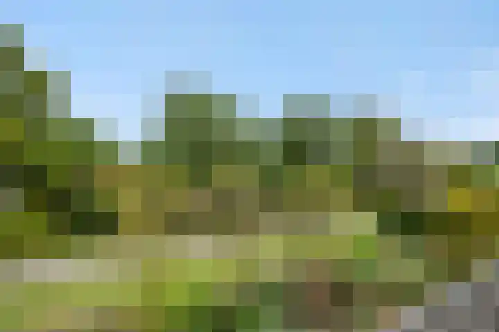 Baarschotseweg 6 Vlierden thumbnail 47