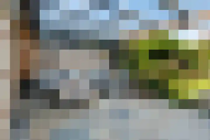 Bacchus 6 Wijk bij Duurstede thumbnail 11