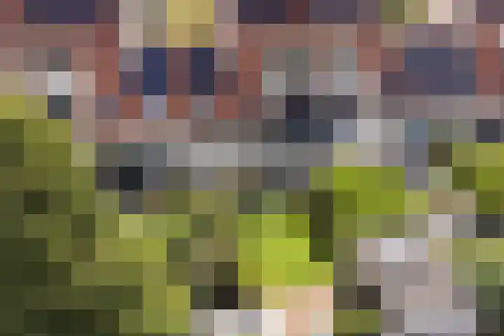 Bacchus 6 Wijk bij Duurstede thumbnail 63