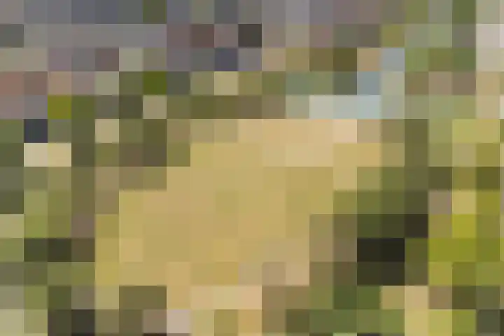 Bacchus 6 Wijk bij Duurstede thumbnail 68