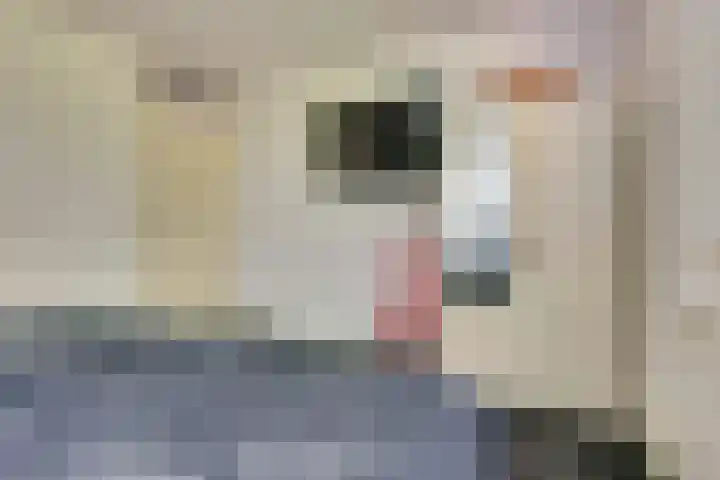 Bachdreef 11 Harderwijk thumbnail 22