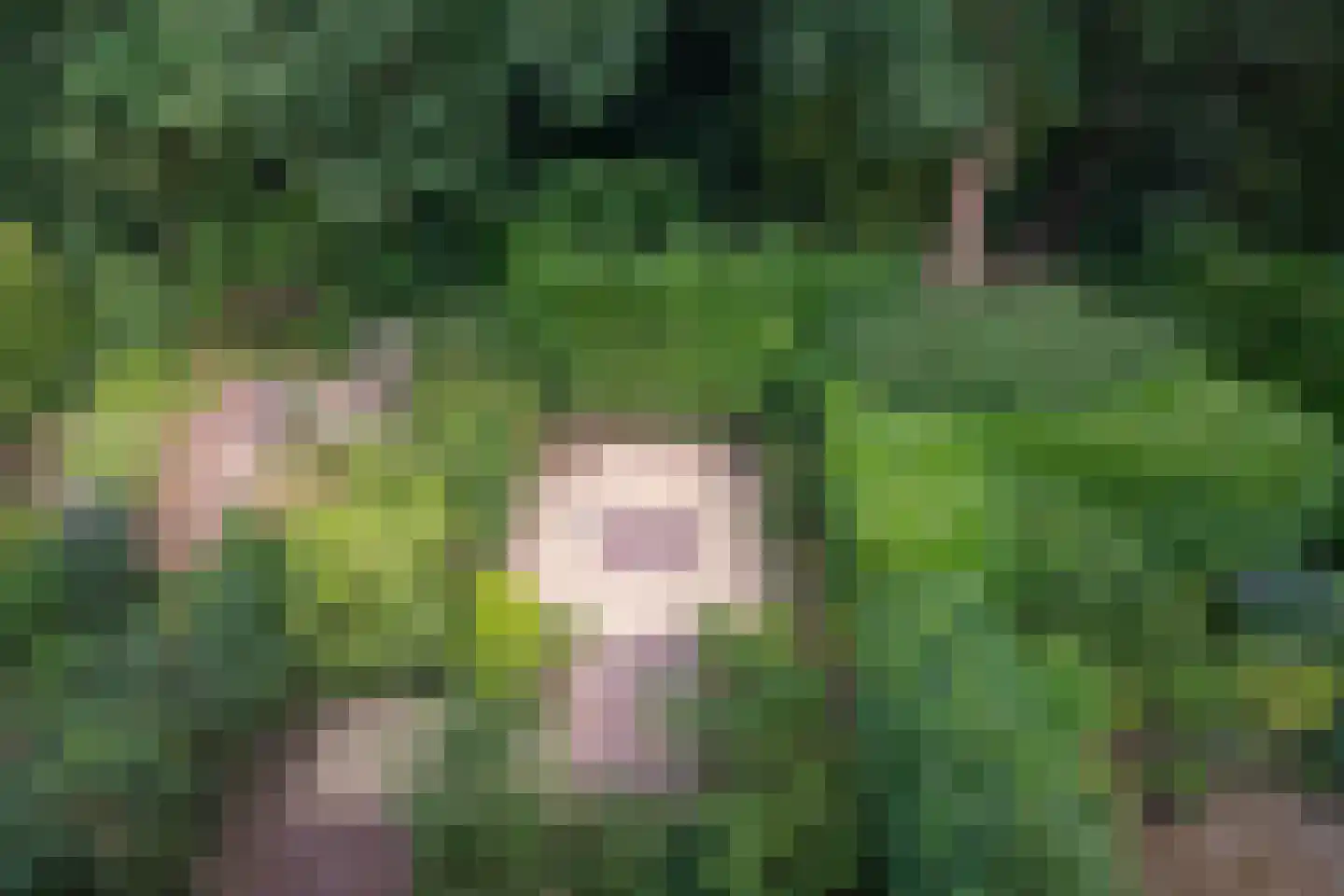 Bachlaan 150 Doorwerth thumbnail 28