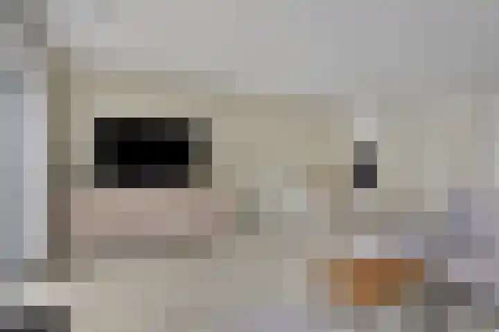 Bachlaan 20 Veenendaal thumbnail 9