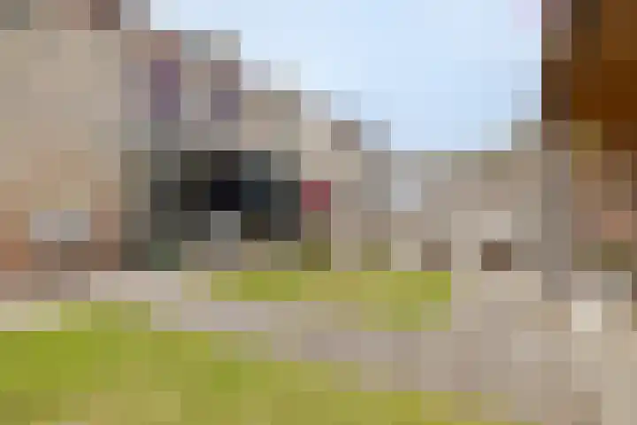 Bachlaan 56 Goes thumbnail 4