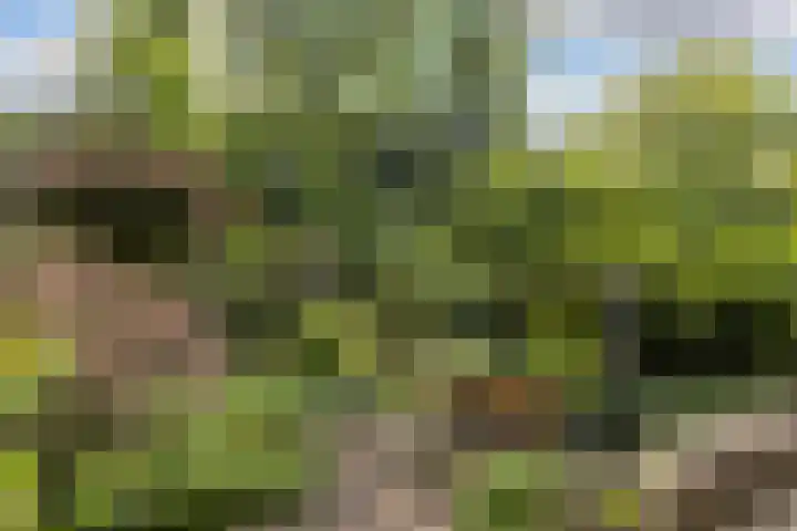 Bachlaan 62 Doorwerth thumbnail 37