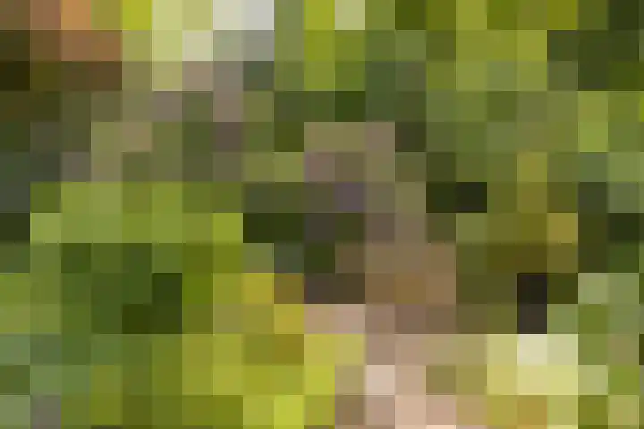 Bachlaan 62 Doorwerth thumbnail 38