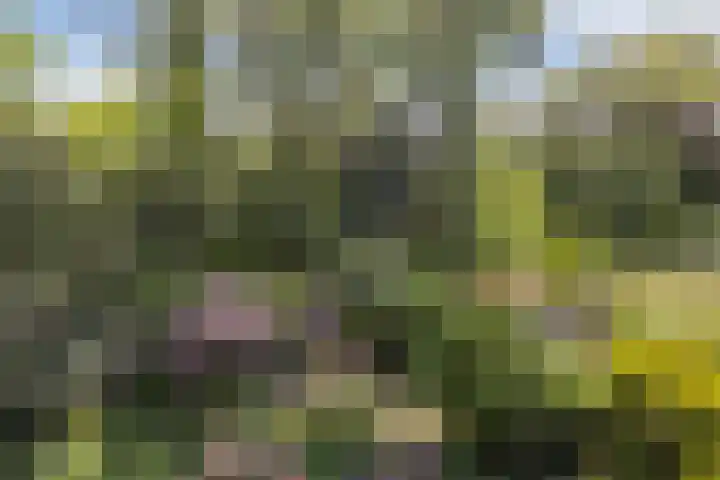Bachlaan 62 Doorwerth thumbnail 40