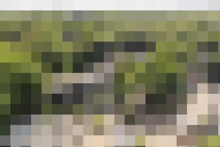 Bachlaan 62 Doorwerth thumbnail 43