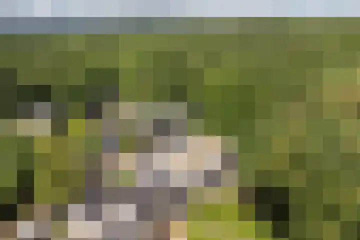 Bachlaan 62 Doorwerth thumbnail 44