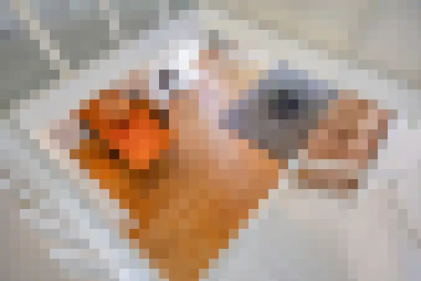 Bachplaats 15 Bergschenhoek thumbnail 15